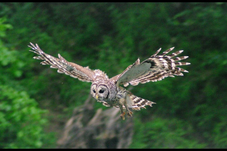 Barred Owl in Flight